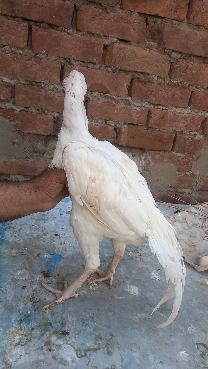 Aseel Shamo | Heera Aseel  | adult Male For Sale 1