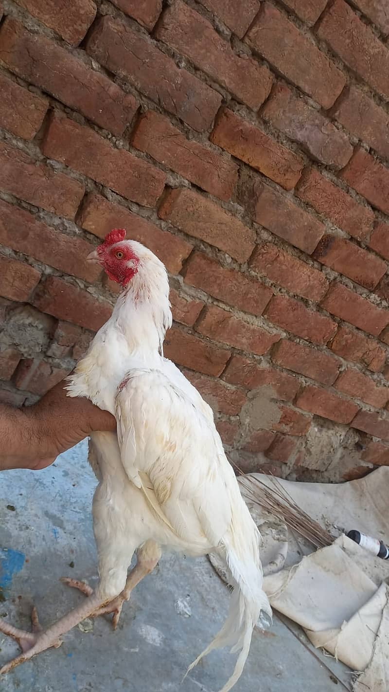 Aseel Shamo | Heera Aseel  | adult Male For Sale 5