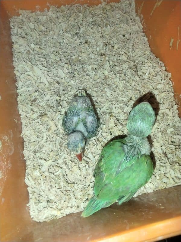 Green ring neck chicks 0
