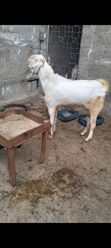 GULABI Andu bakra full active 4 dant 1