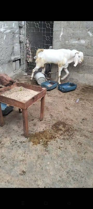 GULABI Andu bakra full active 4 dant 2