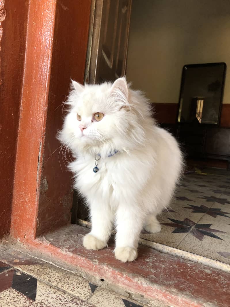 Persian cat pair 0