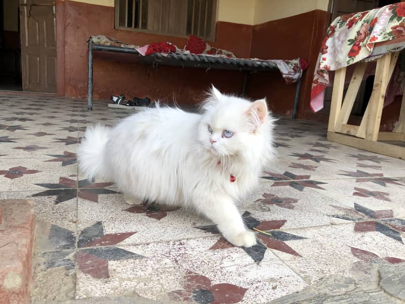 Persian cat pair 1