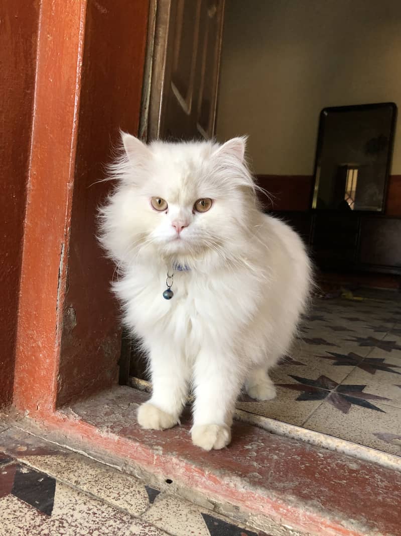 Persian cat pair 2