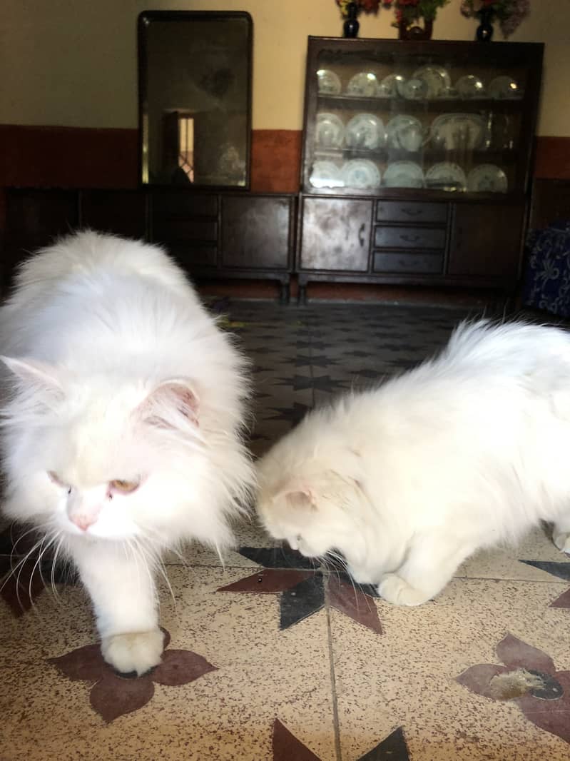 Persian cat pair 4