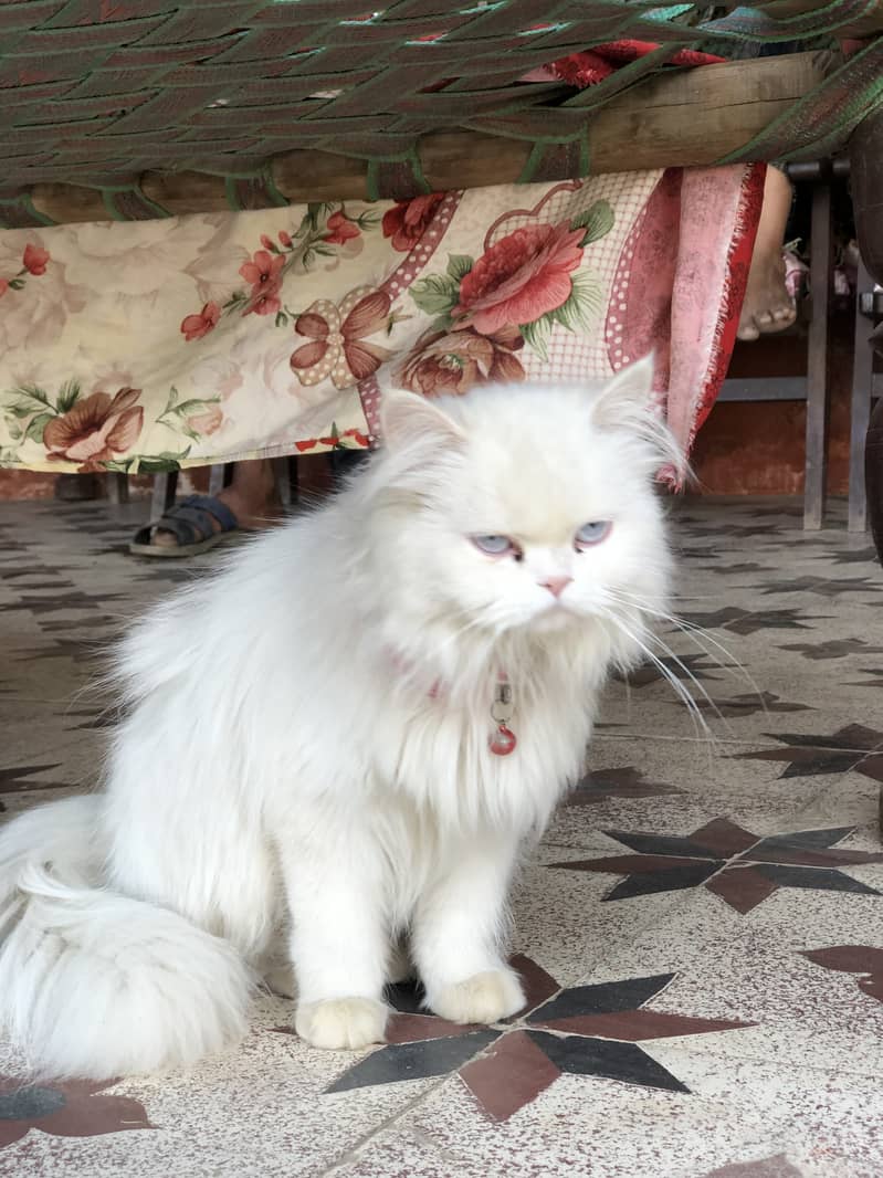 Persian cat pair 5
