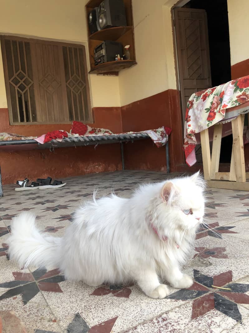 Persian cat pair 6
