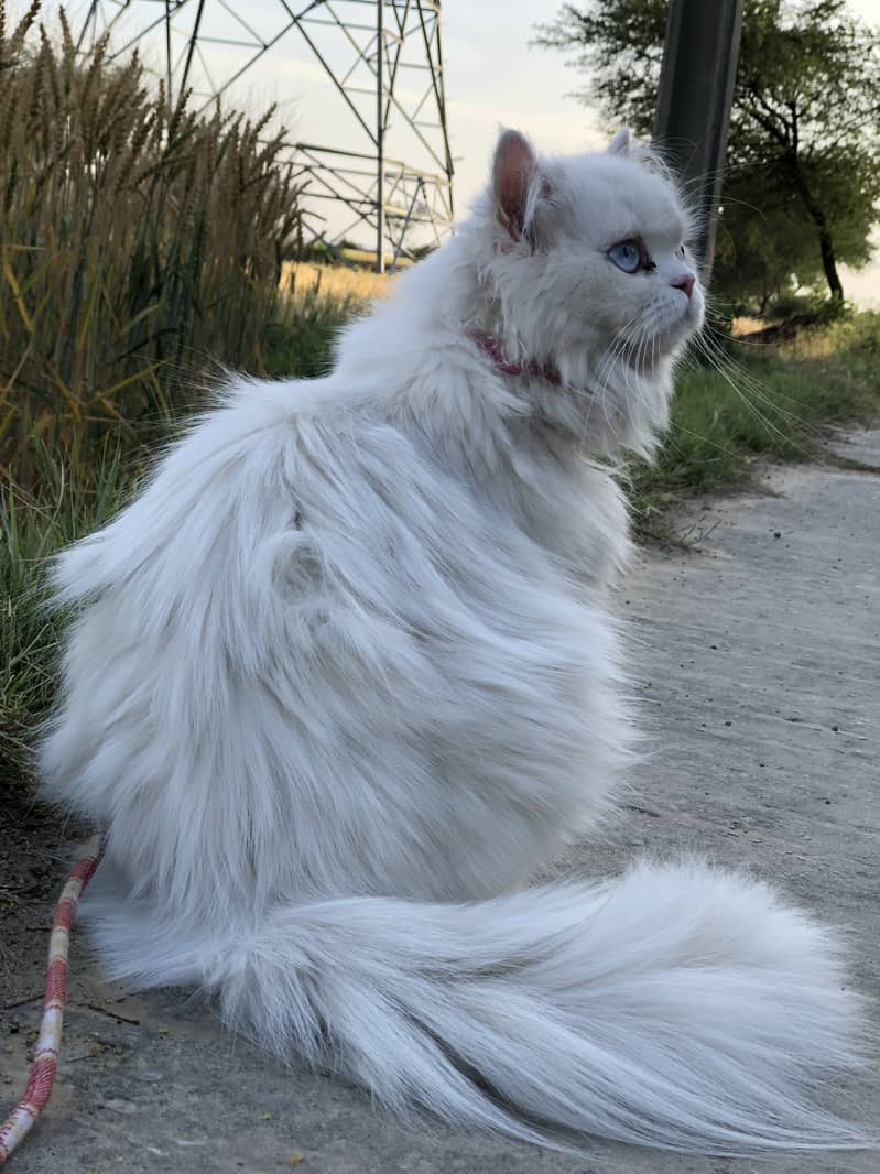 Persian cat pair 7