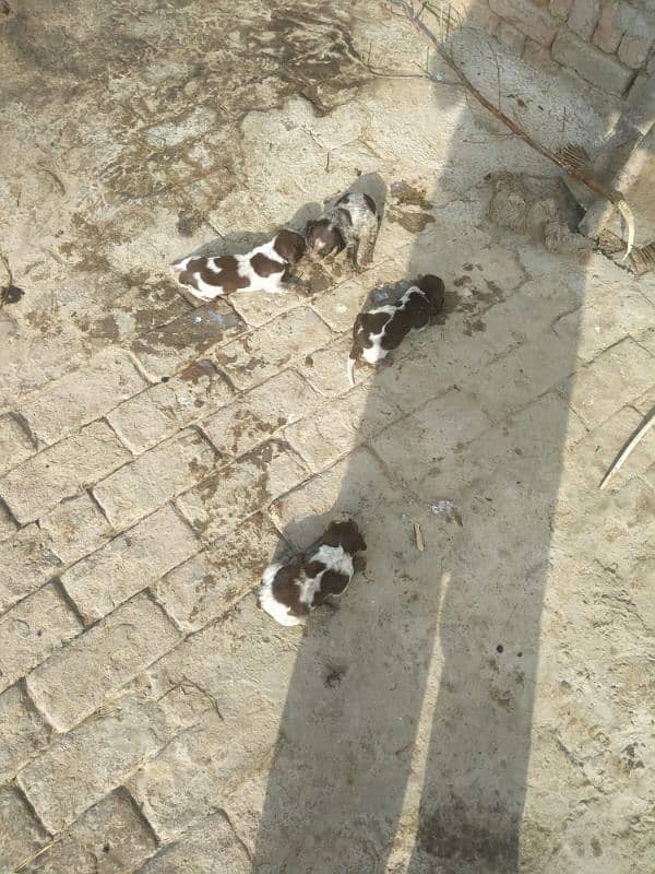 Pointer Puppy for sale 4
