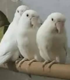 Albino