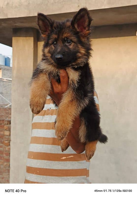 German Shaperd puppy 1