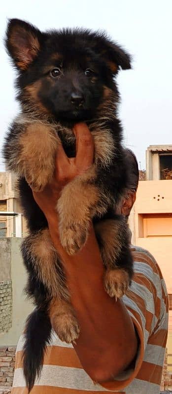 German Shaperd puppy 2