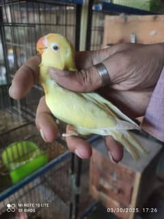 Lovebirds