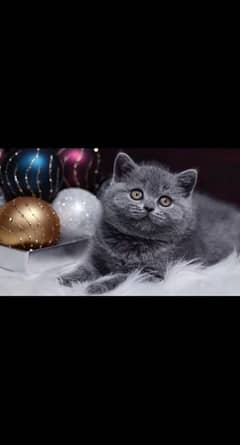 British shorthair