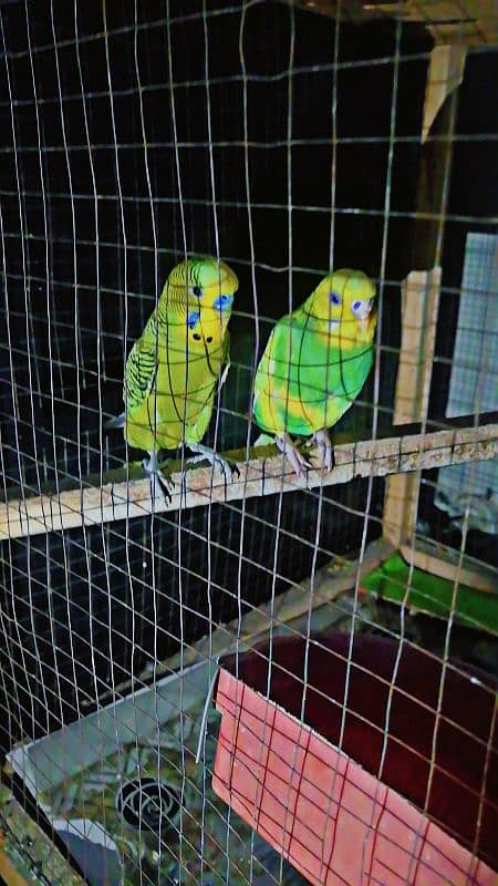 beautiful cheap Australian parrot for sale 0