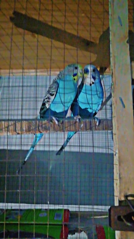 beautiful cheap Australian parrot for sale 1