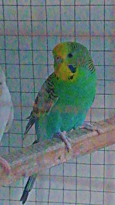 beautiful cheap Australian parrot for sale 2