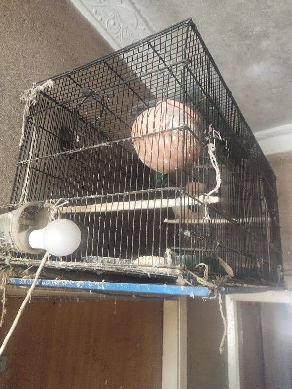 birds master cage 10 number wire 0