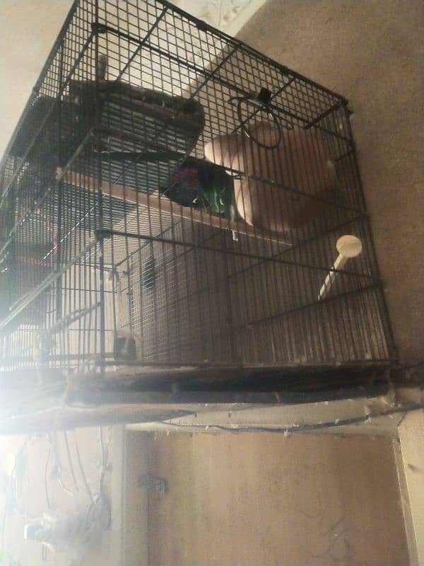 birds master cage 10 number wire 1