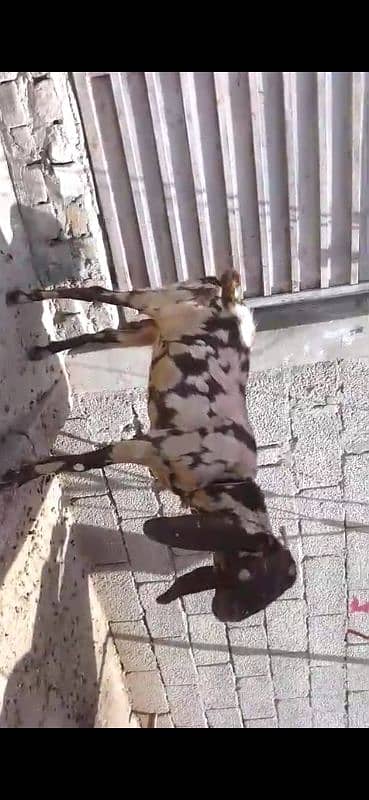 tazi bakri sath 1