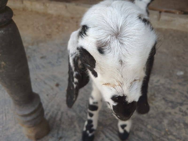 tazi bakri sath 3