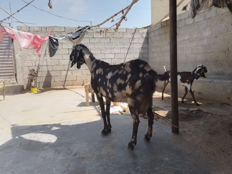 tazi bakri sath 6