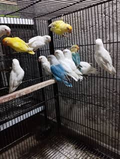 Albino, creamino, dececo split ino
