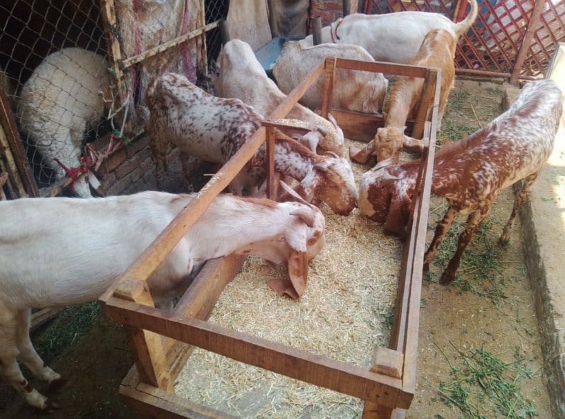 7 Khassi bakra for sale 2