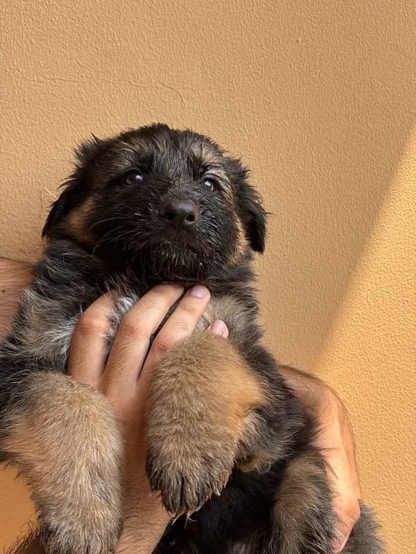 Black German Shepherd Long Coat Puppies black n tan puppies 0