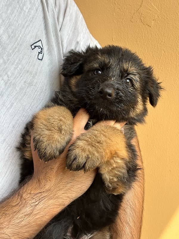 Black German Shepherd Long Coat Puppies black n tan puppies 2