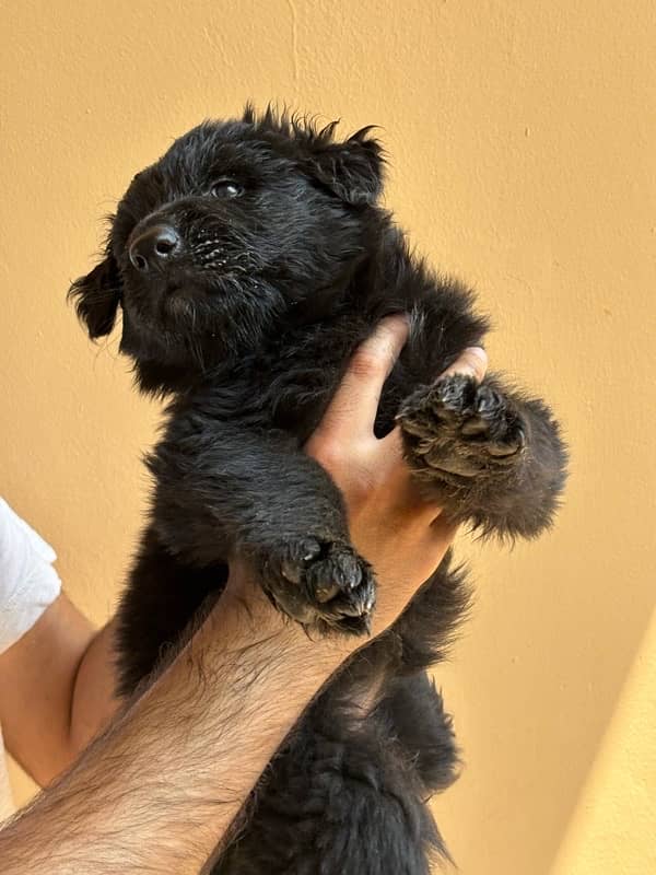 Black German Shepherd Long Coat Puppies black n tan puppies 3