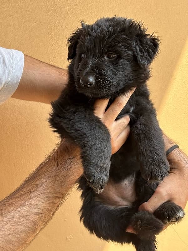 Black German Shepherd Long Coat Puppies black n tan puppies 4