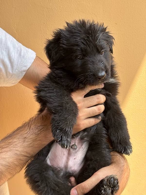 Black German Shepherd Long Coat Puppies black n tan puppies 5