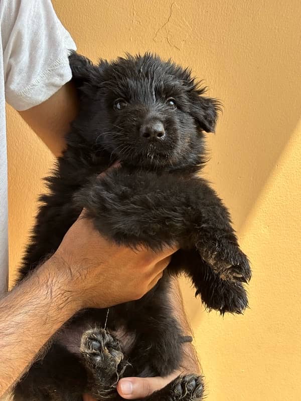 Black German Shepherd Long Coat Puppies black n tan puppies 8