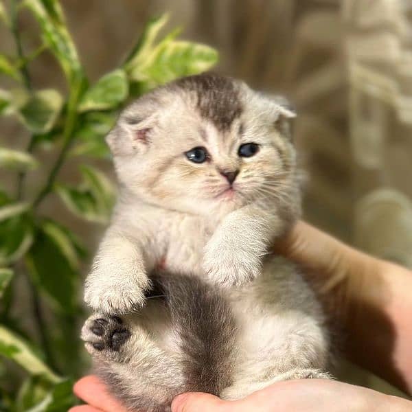 Scottish fold 0