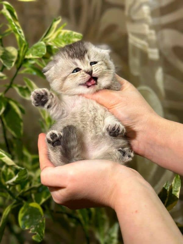Scottish fold 1