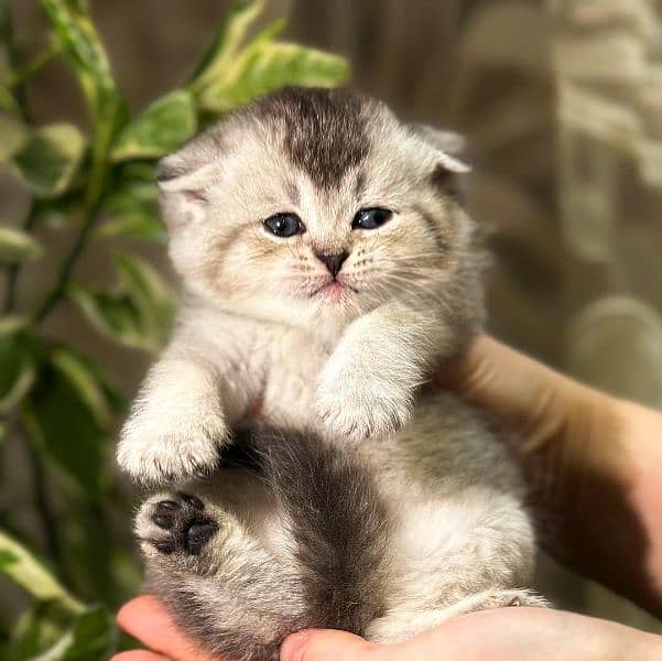 Scottish fold 3