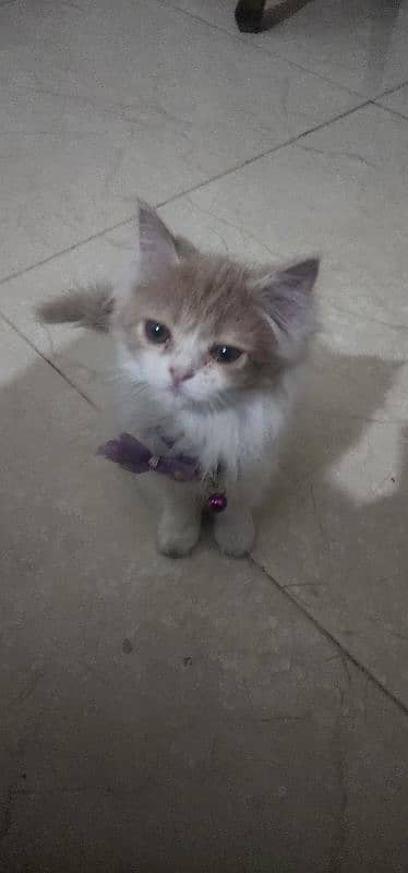 Persian Triple Coated Kittens for Sale 0
