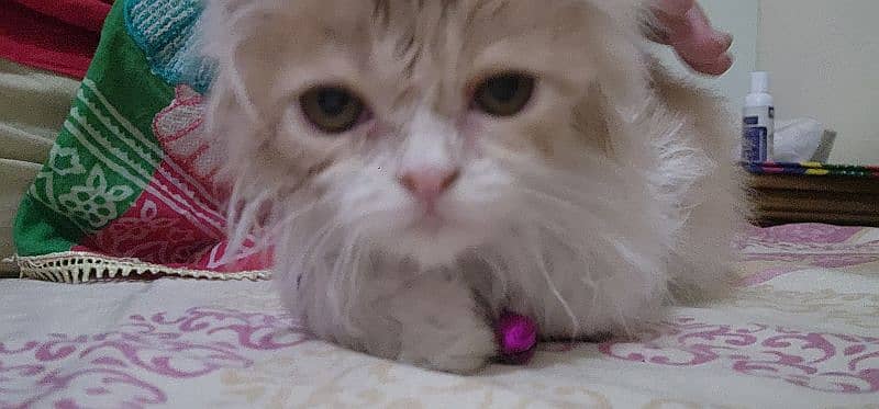 Persian Triple Coated Kittens for Sale 2