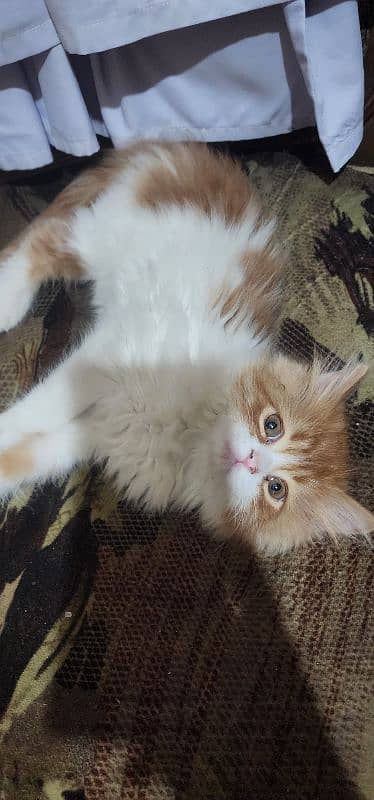 Persian Triple Coated Kittens for Sale 3