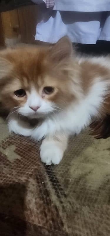 Persian Triple Coated Kittens for Sale 4