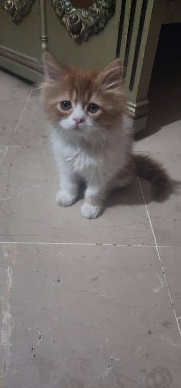 Persian Triple Coated Kittens for Sale 5