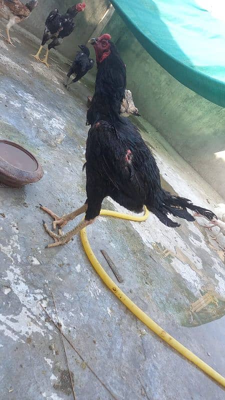 Aseel Dragon pair | chicks | Pair | Aseel Dragon hens For Sale 19