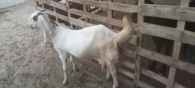 I am selling my all goat set up . .