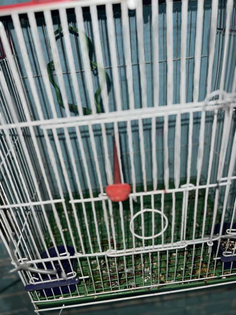 Parrot cage 1