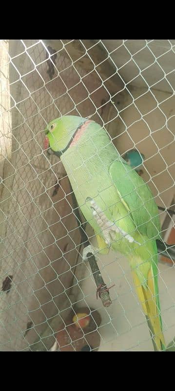 hand tail or bolny wala ringnack for sale 0