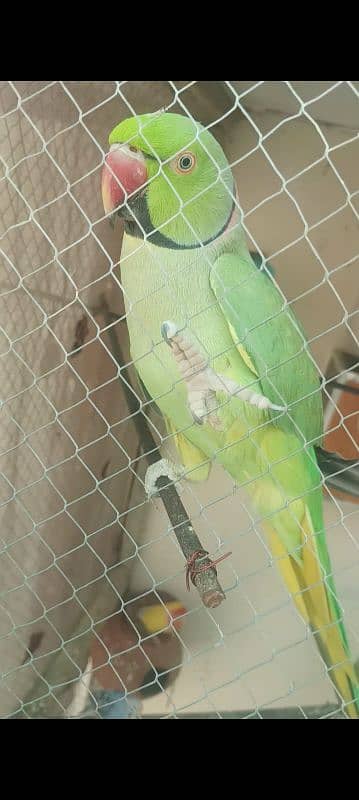 hand tail or bolny wala ringnack for sale 1