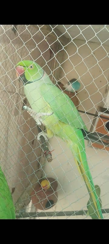 hand tail or bolny wala ringnack for sale 2