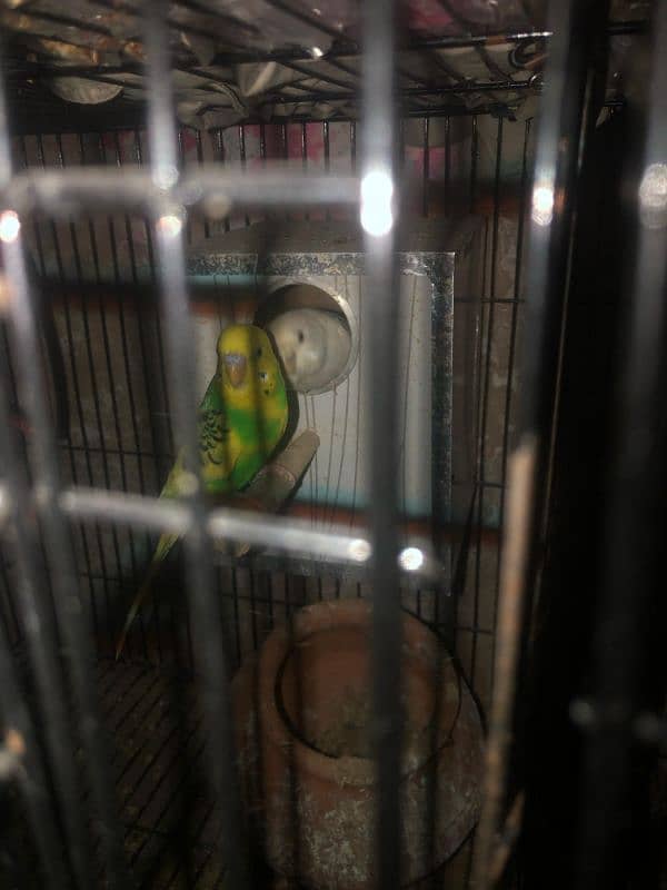 Australian parrots for sale 0