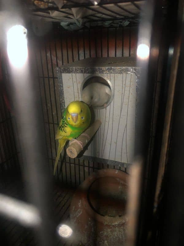 Australian parrots for sale 1